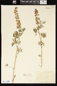 Lupinus argenteus var. laxiflorus image