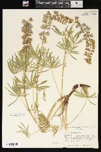 Lupinus argenteus var. laxiflorus image