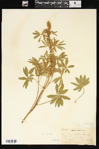 Lupinus argenteus var. laxiflorus image