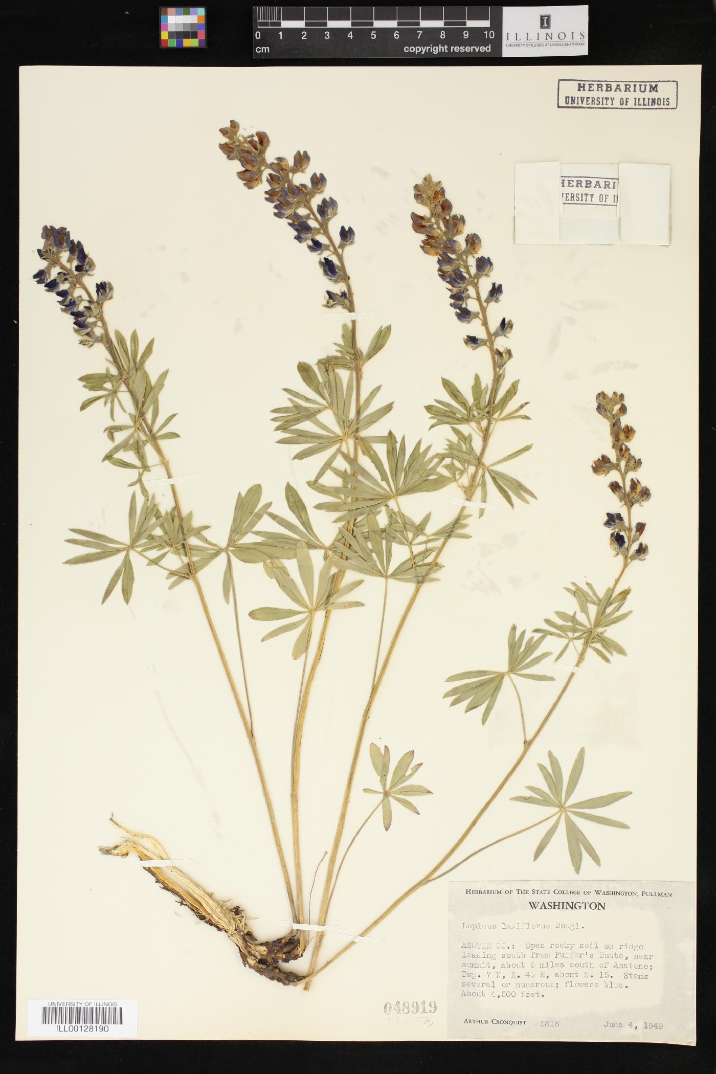 Lupinus argenteus var. laxiflorus image