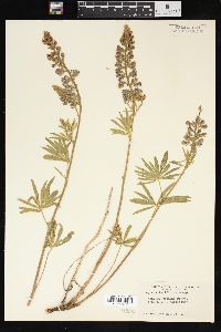 Lupinus argenteus var. laxiflorus image