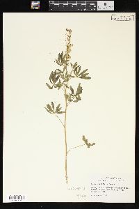 Lupinus argenteus var. laxiflorus image