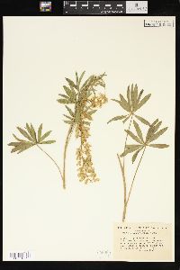 Lupinus sericeus image