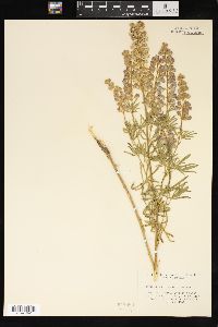 Lupinus sericeus var. sericeus image