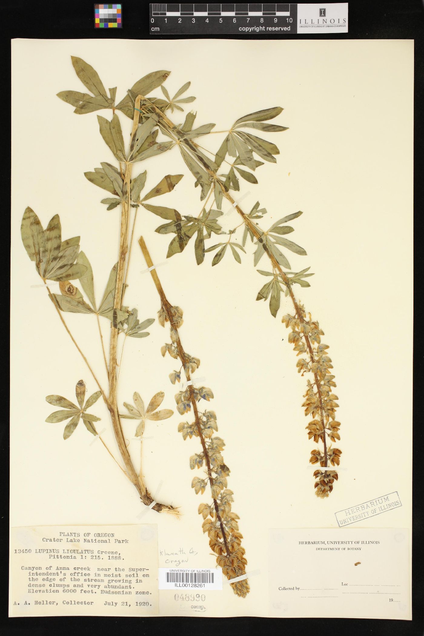 Lupinus ligulatus image