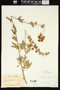 Lupinus longifolius image