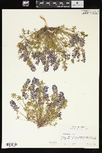 Lupinus lyallii image