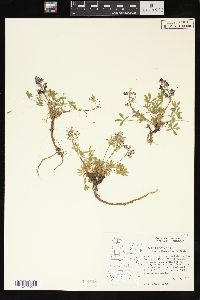 Lupinus lyallii subsp. lyallii image
