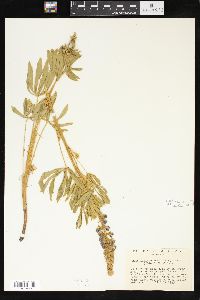 Lupinus macrostachys image