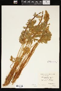 Lupinus magnificus var. hesperius image