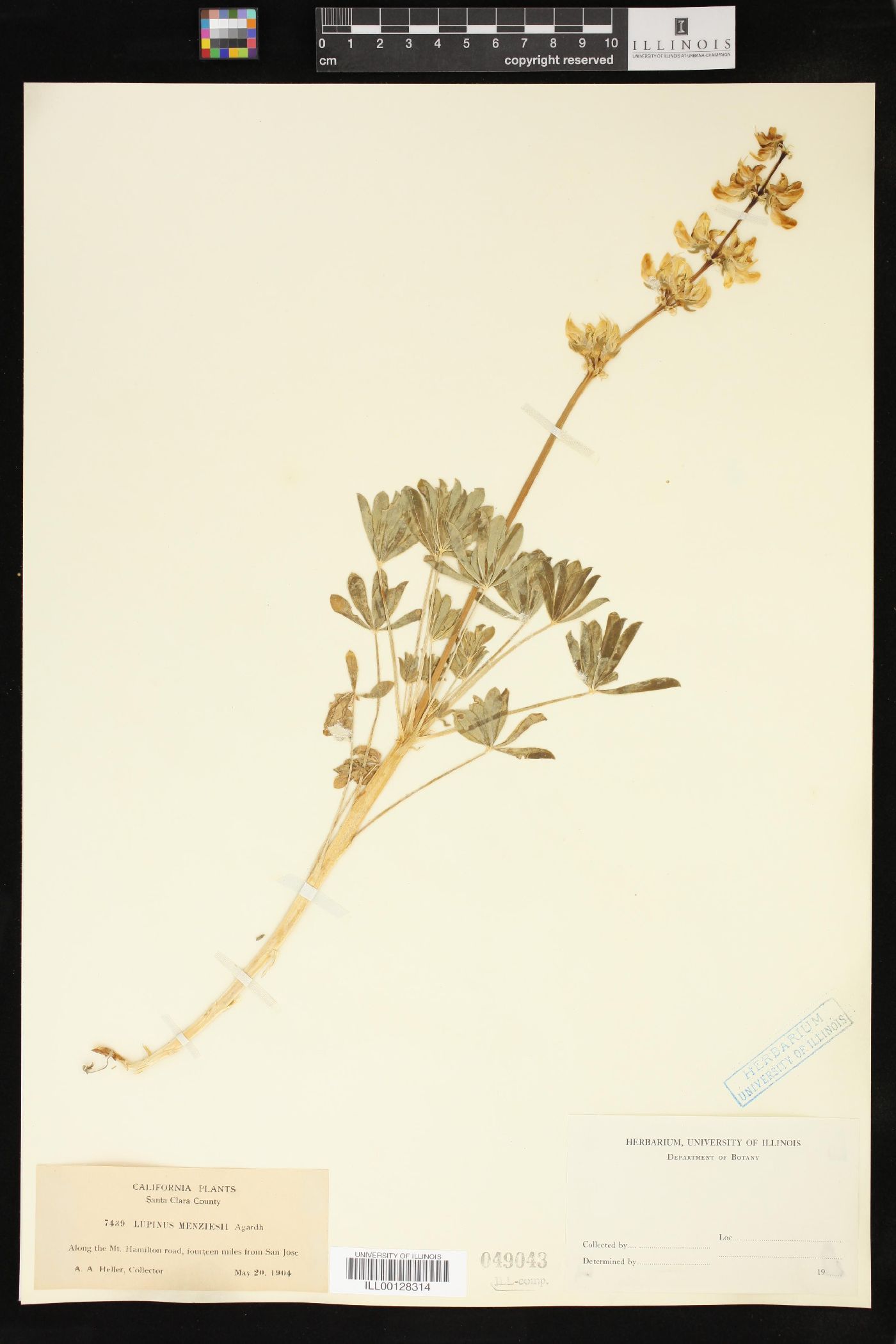 Lupinus menziesii image