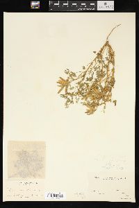 Lupinus polycarpus image