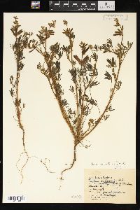 Lupinus polycarpus image