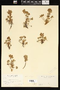 Lupinus minimus image