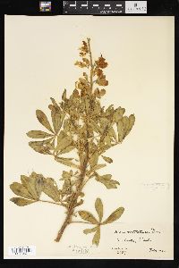 Lupinus nootkatensis image