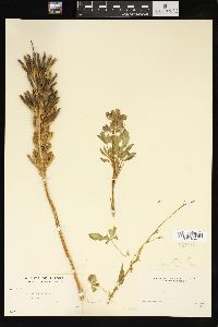 Lupinus nootkatensis image