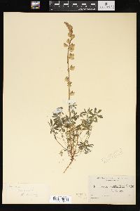 Lupinus nuttallii image