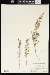 Lupinus nuttallii image