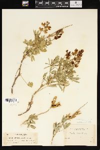 Lupinus ornatus image