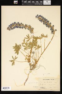 Lupinus ornatus image