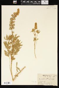 Lupinus ornatus image