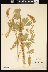 Lupinus ornatus image