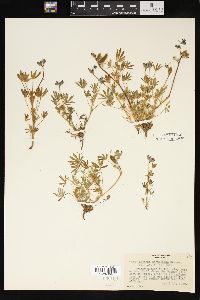 Lupinus pachylobus image