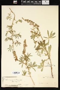 Lupinus parviflorus image