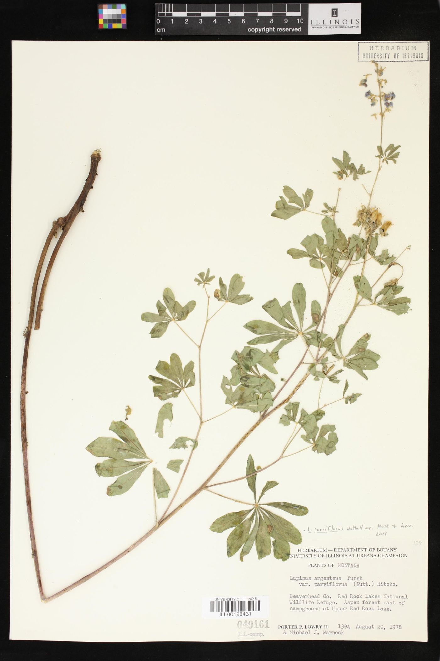 Lupinus parviflorus image