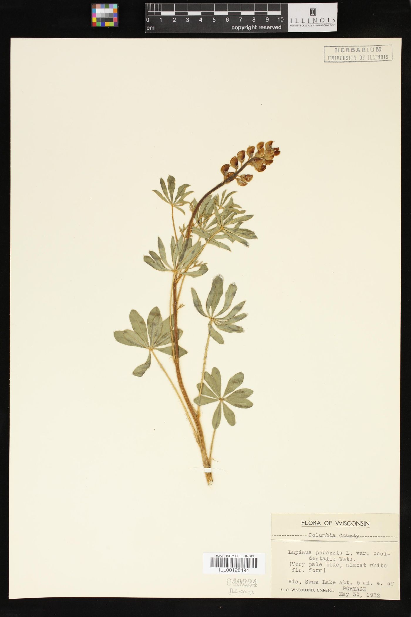 Lupinus perennis subsp. perennis image