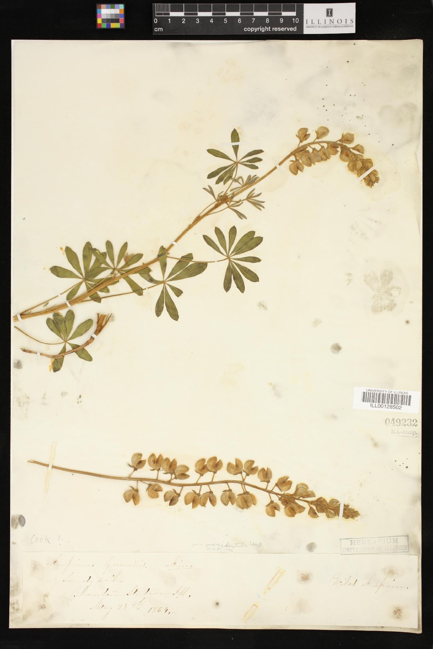 Lupinus perennis subsp. perennis image