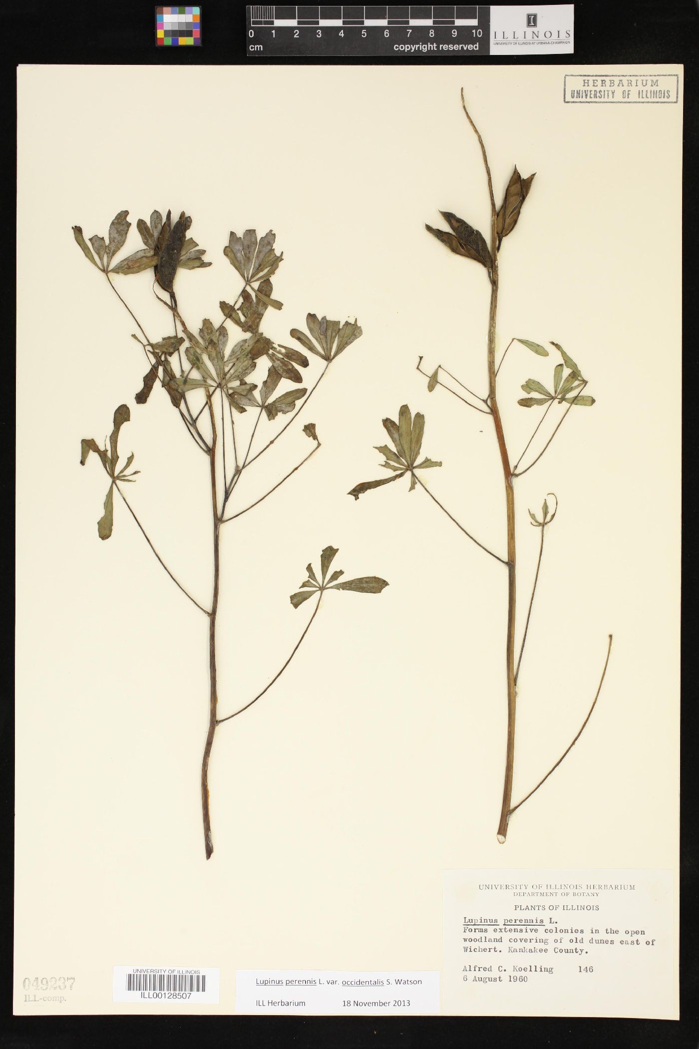 Lupinus perennis subsp. perennis image