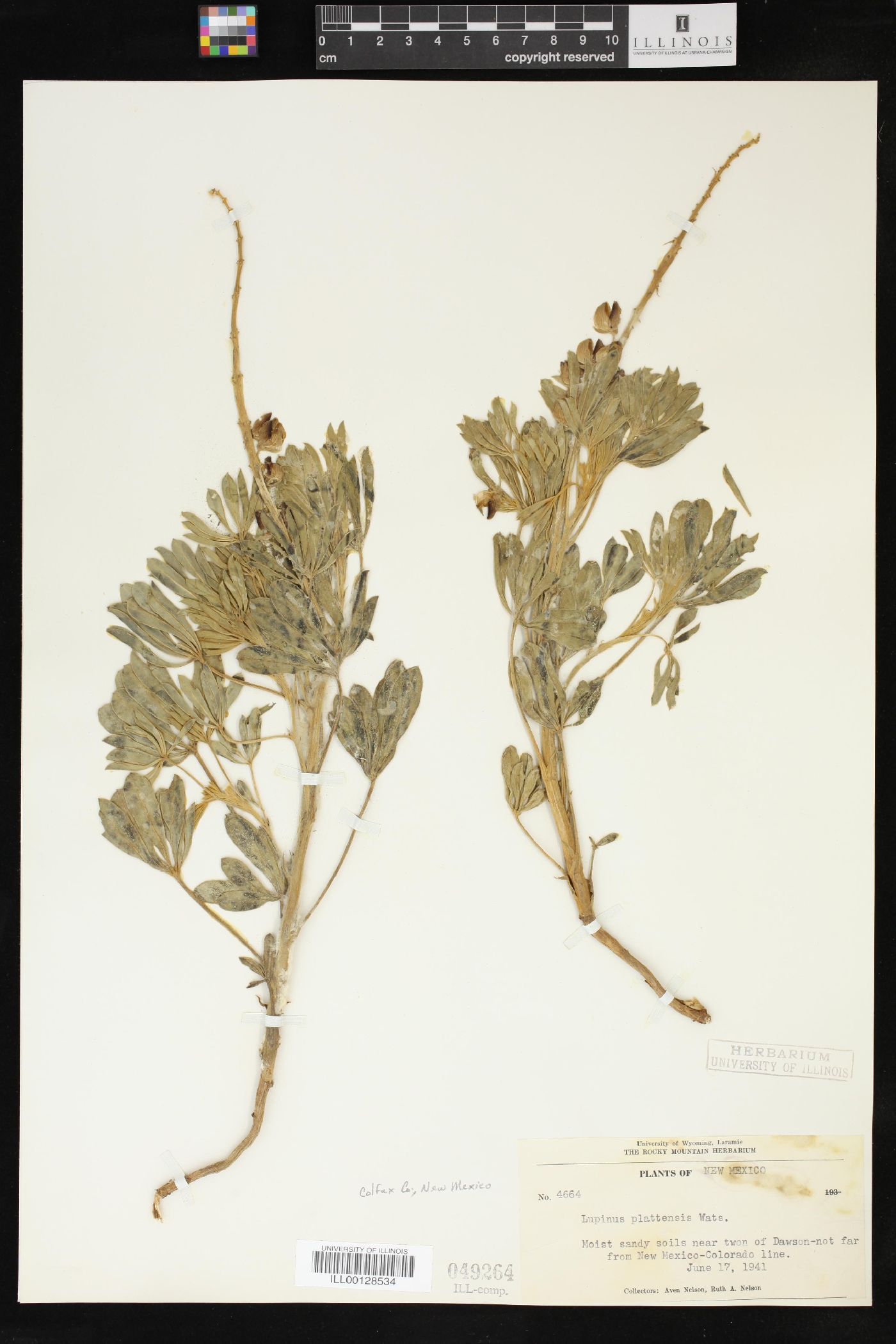 Lupinus plattensis image