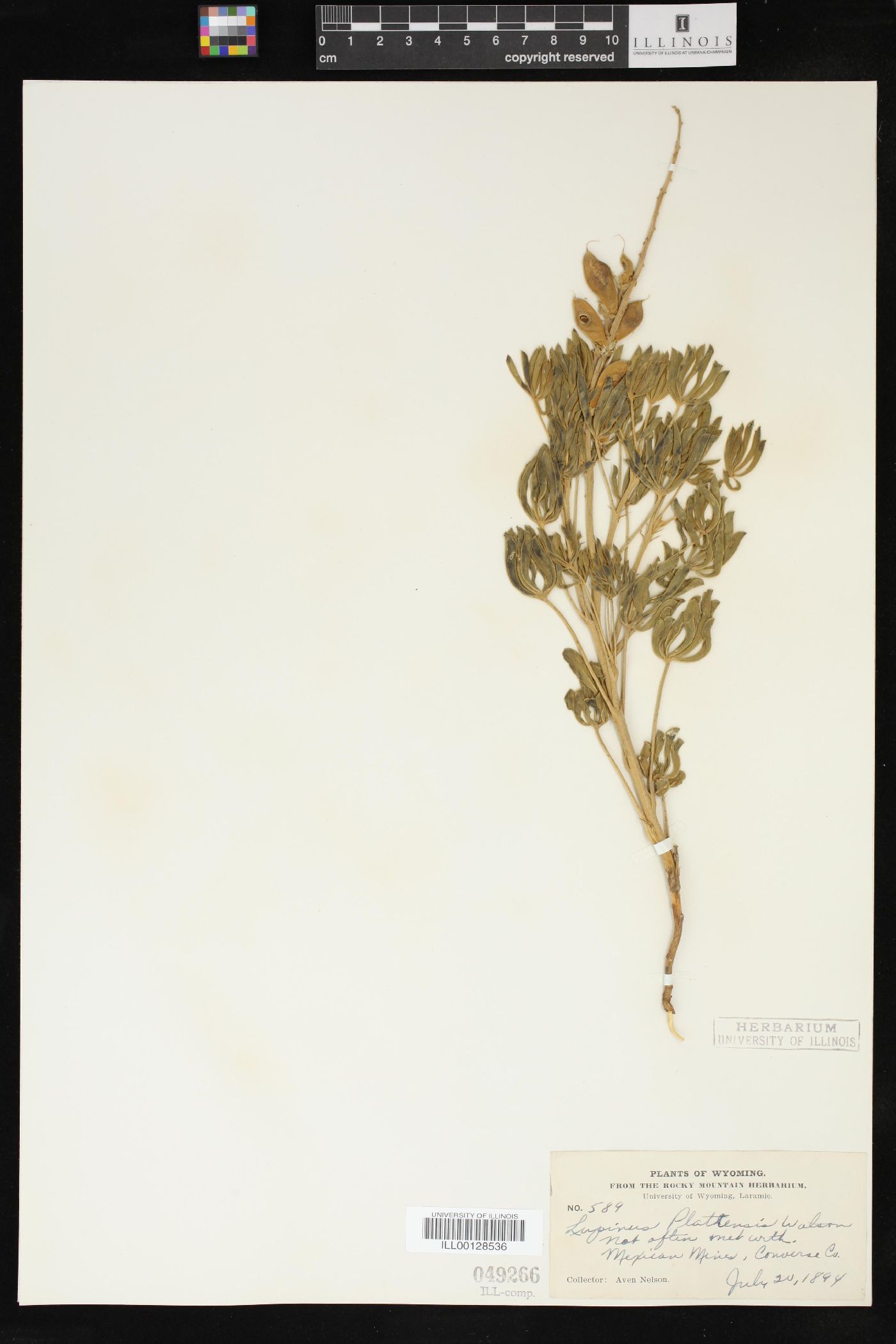 Lupinus plattensis image