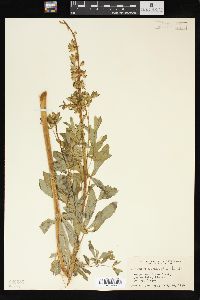 Lupinus polyphyllus image