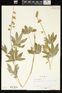 Lupinus polyphyllus image