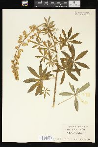 Lupinus polyphyllus image