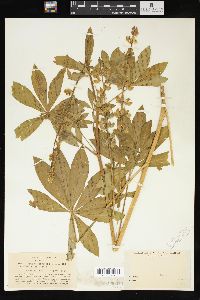 Lupinus procerus image