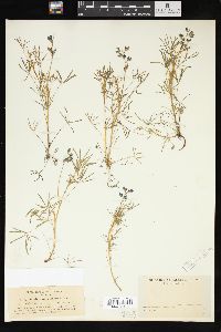 Lupinus quercetorum image