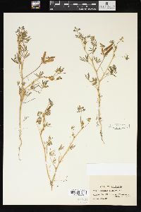 Lupinus quercetorum image