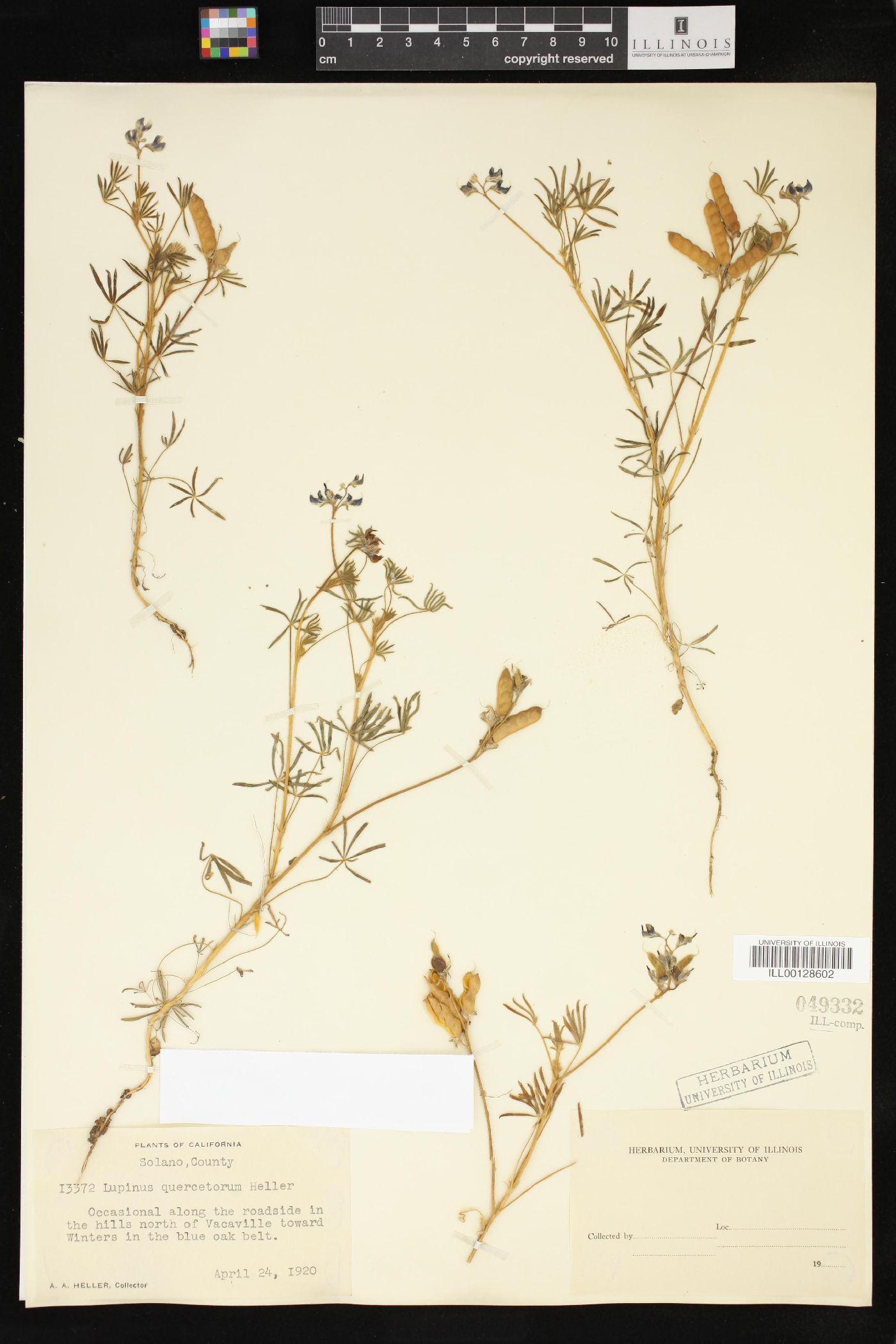 Lupinus quercetorum image