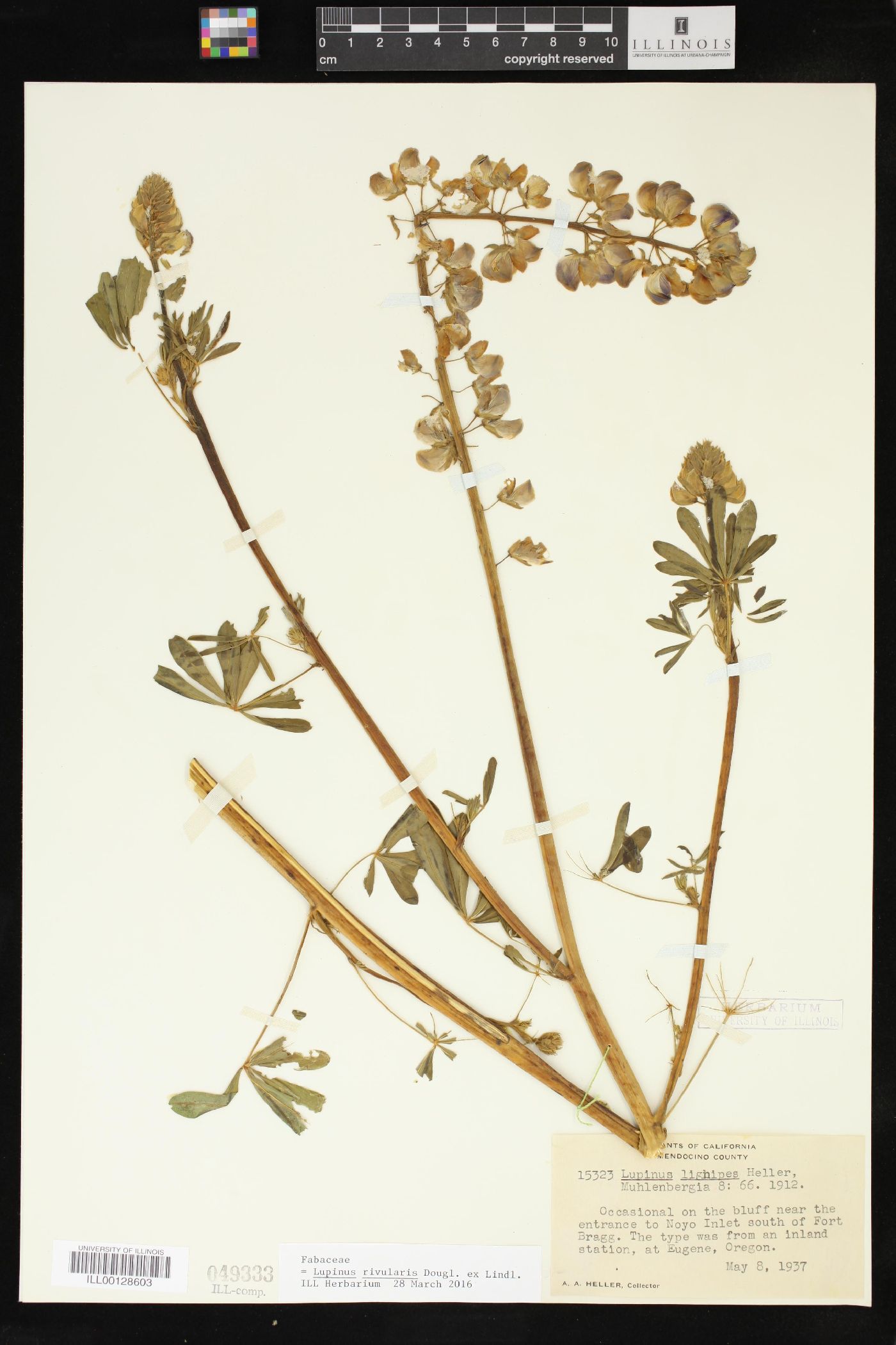 Lupinus rivularis image