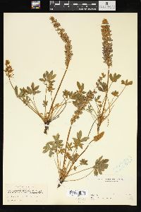 Lupinus sellulus image