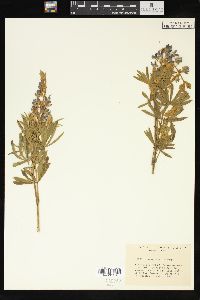 Lupinus sericeus image