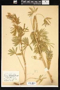 Lupinus sericeus image