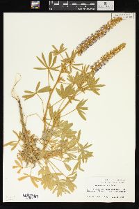 Lupinus sericeus image