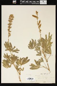 Lupinus sericeus image