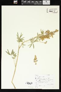 Lupinus sericeus image