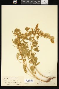 Lupinus sericeus image