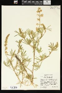 Lupinus sericeus image